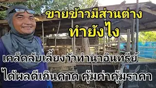 ใบไม้มีเท่าไหร่ก็ไม่พอค่ะ คนหาซื้อตลอด ใช้ได้ตลอดไม่ขาดทุน เพราะไม่ต้องลงทุนอะไร วัว #วัว #วัวไทย