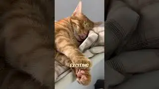 Cats Dream when they Sleep