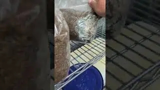 Don't Do This When Growing Mushrooms!!!