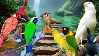 📌 gak perlu beli masteran speaker aktif yang mahal, pake ini cukup kok 📢 masteran burung komplit