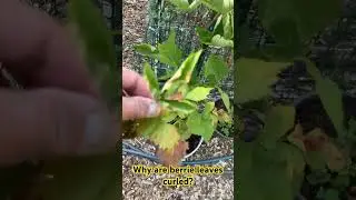 Why are the berry leaves curled?