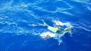 Mahi Mahi