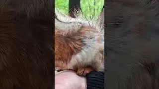 Кроха белка уместилась на ладони /the tiny squirrel fits in the palm of your hand#squirrel