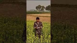 সোনালী শরিষা ক্ষেত 🌼 | Mustard Field Drone View | Beautiful Nature Video