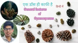 General features of Gymnosperm | BSc Hindi medium student's | #gymnosperm | Naked seed plants