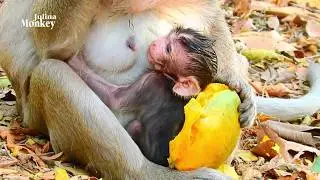 Monkey Vistary is busy with new baby Vitta sleep lot