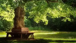 Beautiful Relaxing Music: Pachelbel - Forest Garden