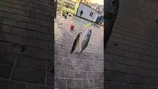 BİR ATIŞ 2 BALIK - İSTANBUL BOĞAZI SARIKANAT L&Uuml;FER #fishing #balık #fish #l&uuml;fer #sarıkanat #&ccedil;inekop