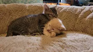 Video of adoptable pet named Houdini