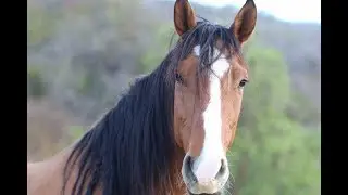 Lu with a Mustang from SkyDog Ranch Wild Mustang Sanctuary