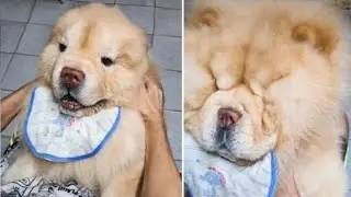 ERRO DO WINDOWS - TREND COM OS ANIMAIS MAIS FOFOS DO TIKTOK | Animais Fofos
