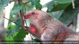 Tamandua&iacute;/Silky anteater/Cyclops didactylus