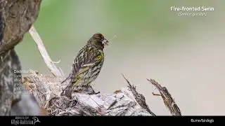 Fire-fronted Serin (Serinus pusillus)