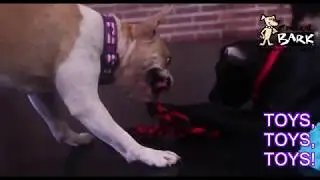 Enrichment Day Care at Central Bark Atlanta