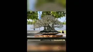 inspirasi bonsai indonesia