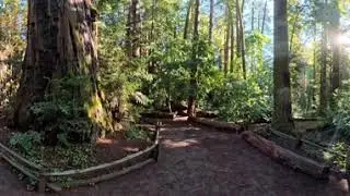 Henry Cowell Redwoods Sate Park hike, filmed in 360