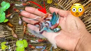 Amazing Betta Fishing Video | Traditional Hand Catching Betta Fish By Fisherman From Rice Field