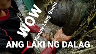 *JJJ Hand fishing* HOW TO CATCH SNAKE HEAD TILAPIA CATFISH 