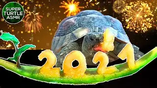 Turtle Eating Watermelon (NEW YEAR) Animal ASMR #shorts 🐢