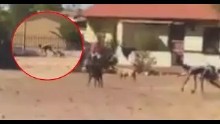 South African Human/Dog-Man Hybrid Analysis