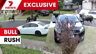 Victoria's running of the bulls - Cowboys, cops and the great cattle chase | 7NEWS