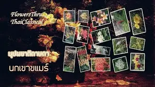 นกเขาขะแมร์  ๐ Flowers Thru ThaiClassical