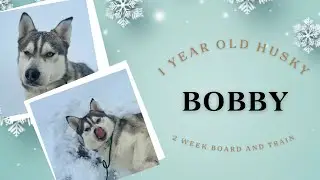Best Dog Training in Chicago! 1 Year Old Husky, Bobby!
