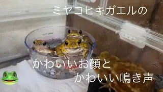 かわいい鳴き声♡ミヤコヒキガエル【frog】 カエル