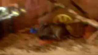 Jumper the degu