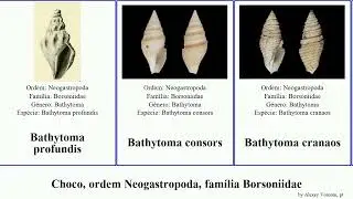 Choco, ordem Neogastropoda, fam&iacute;lia Borsoniidae bathytoma mollusca profundis Tropidoturris engonia