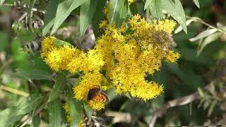 Japanese Yellow Hornet vs. Small Copper Butterfly
