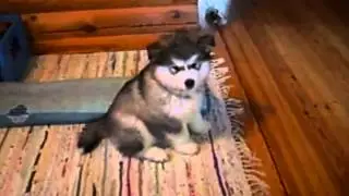 8 Weeks Old Malamute Puppy Iida
