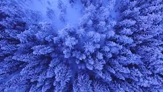 Snowy Trees Above Winter Blue Background Video.Blue Trees Background video.Free Download.#shorts.