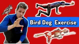 Bird Dog Exercise | Specialist Tutorial | Core Exercise - English | Kinetic Power 