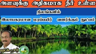 அதிக நீர் தேங்கும் நிலங்களில் இலாபகரமான மரப்பயிர்  வளர்க்க ஒரு தொழில் நுட்பம்.