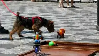 Welsh Terrier - Play Time