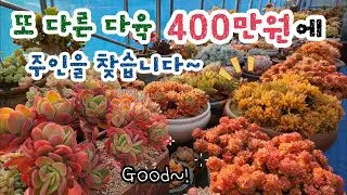 (400만원에 키워주실 분 찾습니다) 이번엔 다른 다육ㅣ군산꽃길다육사랑ㅣ다육이 키우기ㅣ다육이 판매ㅣ#신쌤의다다육선(多肉植物, succulent, たにくしょくぶつ)