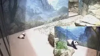 2020-11-19 Cubbie: Random Scenes, Random Sounds