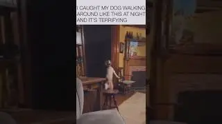 Caught my dog walking at night #foryou #funny #dog #shorts #cute #scary