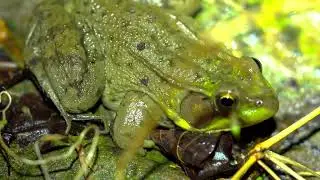 The Green Frog Advantage