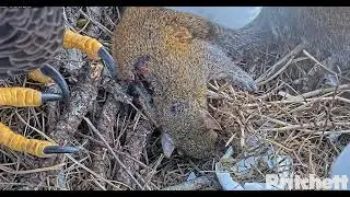 ~Southwest Florida Eagle - Bieliki - Tata M15 przyniósł wiewiórkę i zmienił Harriet w inkubacji🐣🥚🌹🍀