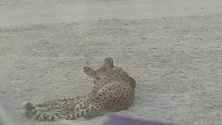 Cheetah | Spotted at Anantara Sir Bani Yas Island, Abu Dhabi