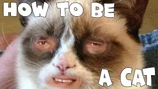 HOW TO BE A CAT