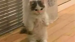 cute animals when you are stressed