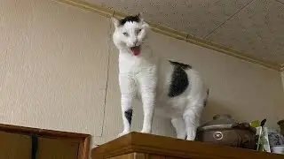 Cats Being Weird for No Reason 😂