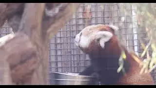 Red Panda Bowl Battle