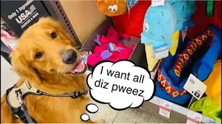 GOLDEN RETRIEVER PUPPY VISITS PET SMART FOR THE FIRST TIME 🐶😍