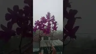3 TANGKAI BUNGA ANGGREK 💜 DI BALIK HUJAN DERAS RAHMATULLAH  TAHUN 2026.