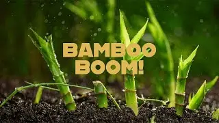 Bamboo  Nature's Fastest Growing Wonder!