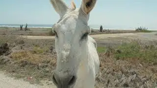 The wild & beaches in San Nicolas, Aruba